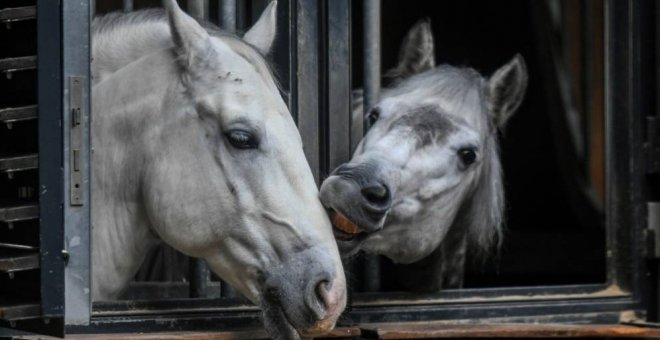 Detectan un caso de virus del Nilo en un caballo en Catalunya