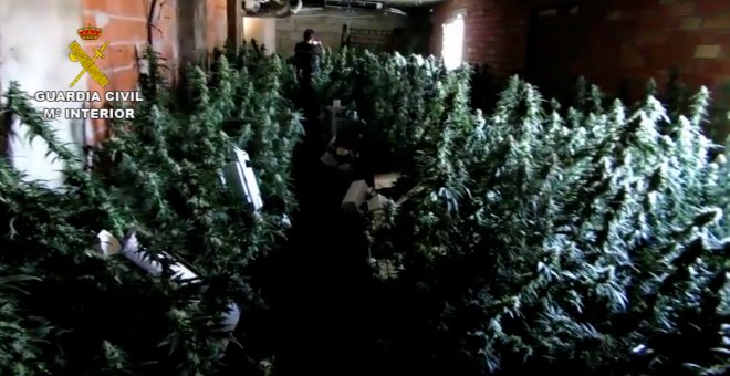 Guardia Civil desmantela un centro de producción de cannabis en Minateda