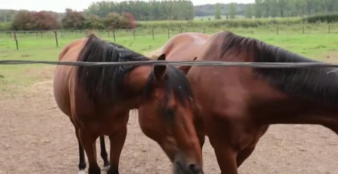 Más de 40 caballos han aparecido muertos o desmembrados en los últimos días en Francia