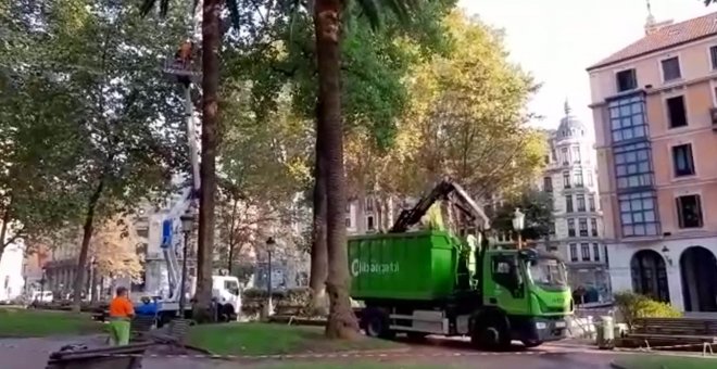 Operarios municipales podan las palmeras de Jardines Albia