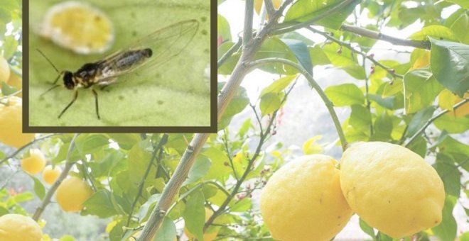 Cantabria registra una plaga que daña los cítricos