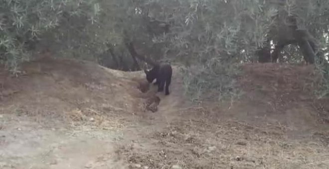 Continúa la búsqueda de un pantera en Granada