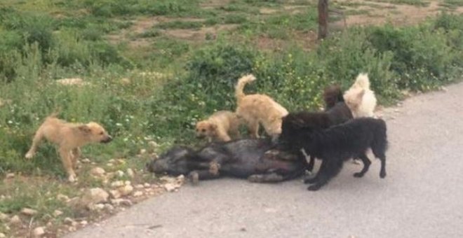 Maltrato animal en Torremanzanas, Alicante: los animales se devoran entre ellos