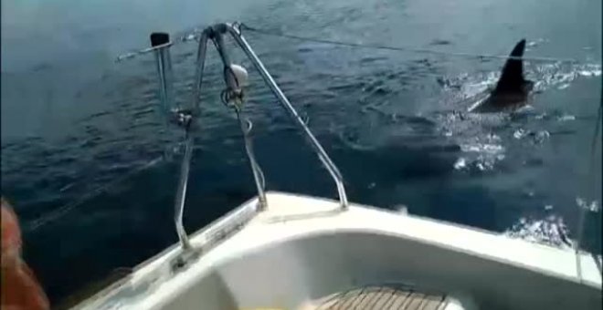 Nuevo ataque de orcas a un velero en Ribadeo