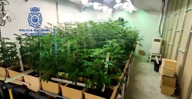 Desarticulada una organización dedicada al cultivo, recolección y distribución de marihuana