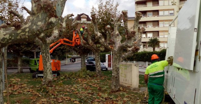 El Ayuntamiento inicia la campaña de podas antes de la caída de las hojas para evitar la suciedad y los atascos en imbornales