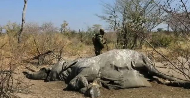 Una cianobacteria en el agua causó la muerte de 330 elefantes en Botsuana