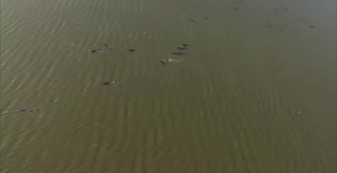 Más de 200 ballenas quedan varadas frente a las costas de Australia