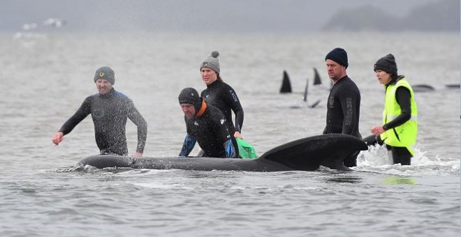 Un tercio de las 270 ballenas varadas en Australia han muerto, según rescatistas