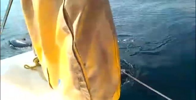 Las orcas continúan atacando a los veleros gallegos