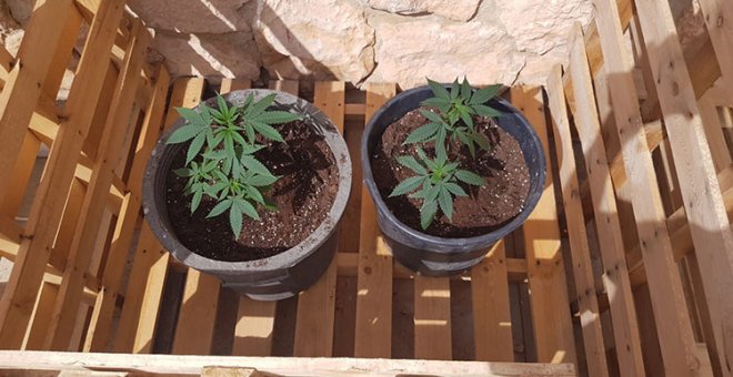 Cómo cultivar marihuana de manera fácil