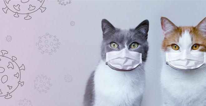 Otras miradas - El gato con gotas: aprendiendo de los veterinarios en la lucha contra la covid-19