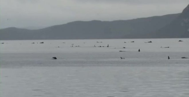 Logran devolver a mar abierto a 70 ballenas en Tasmania