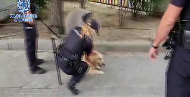 Detenido tras robar un coche con un perro dentro en Barajas