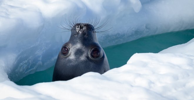 Otras miradas - Por qué foca debería ser un piropo en vez de un insulto