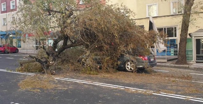 Atrapado un coche por la caída de un árbol en Madrid