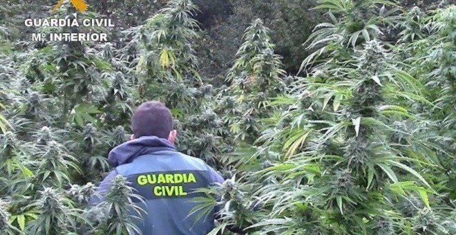 Dos detenidos en Burgos con 415 plantas de marihuana