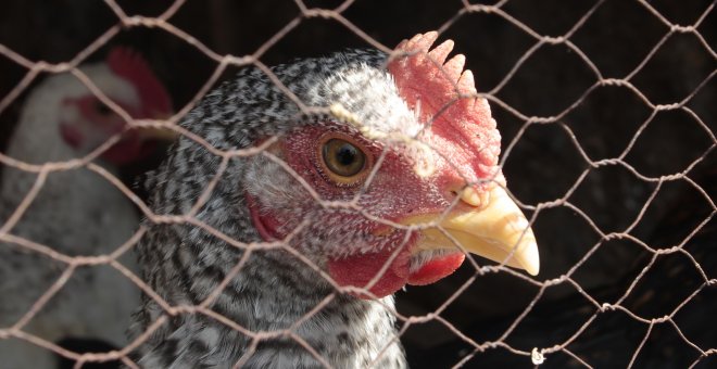 La República Checa prohíbe la cría de gallinas en jaulas