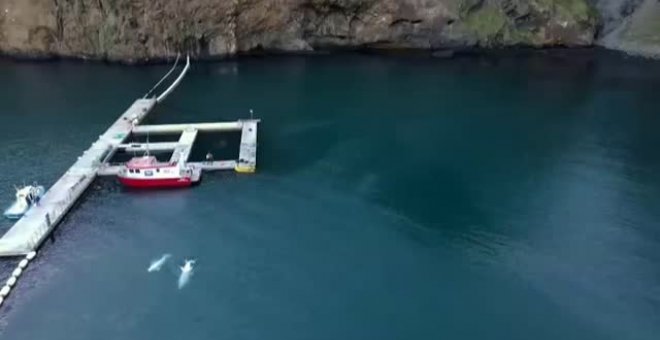 Primer baño en aguas abiertas de dos ballenas beluga en Islandia