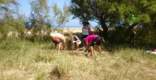 La playa de Helgueras será el escenario de una actividad de voluntariado para eliminar plantas invasoras