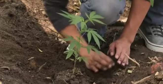 México avanza plazos para la legalización del cannabis