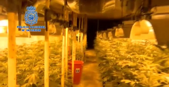 Desmantelada la mayor plantación de marihuana subterránea en una finca en Toledo