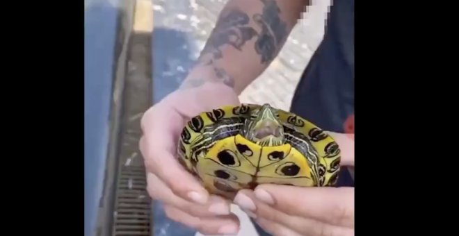 PACMA denuncia el maltrato a una tortuga a la que le obligan a fumar un porro
