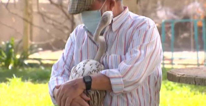 Un flamenco de altos vuelos como mascota