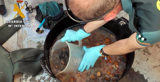 Intervenidos más de 90 kilos de anémonas a tres mariscadores furtivos