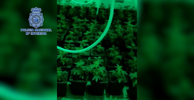 Policía Nacional incauta 305 plantas de cannabis