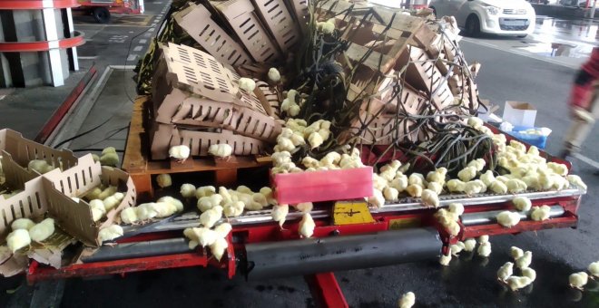 Abandonan a 20.000 pollitos en el aeropuerto de Barajas