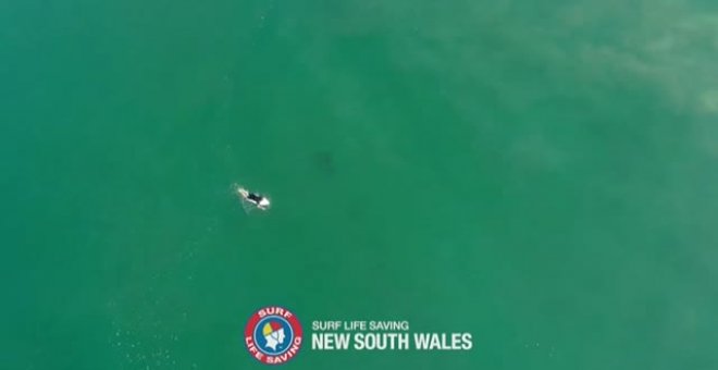 Escalofriante imagen de cómo un tiburón se acerca hasta un surfista en Australia