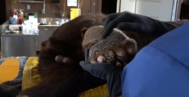 Impresionante trabajo de recuperación de animales que han sufrido quemaduras en California