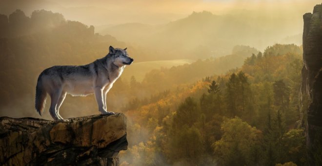 El Gobierno elude indultar al lobo ibérico: aplaza su protección pese al aval de los expertos