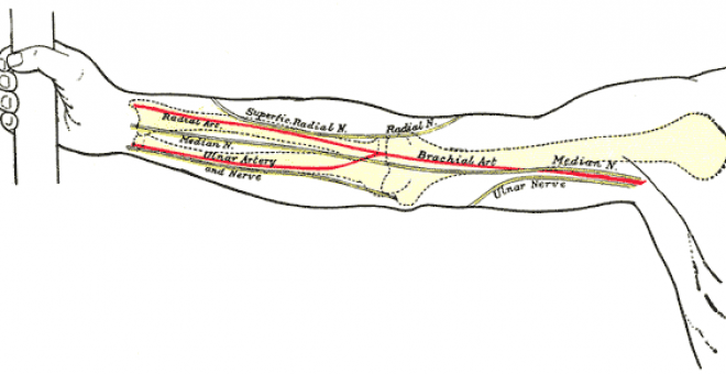 La evolución favorece una nueva arteria en el brazo