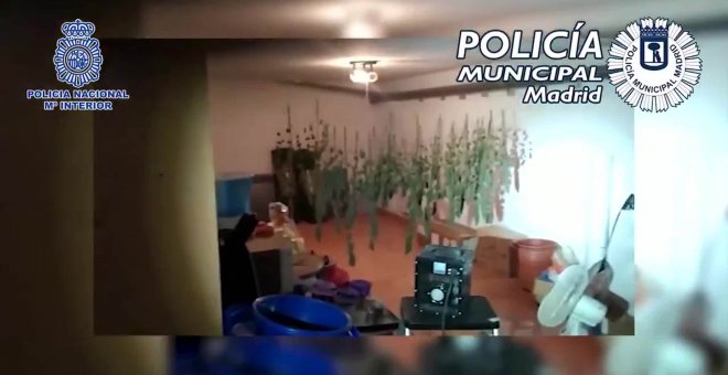 Policía detiene a una pareja por tener 139 plantas en su chalé