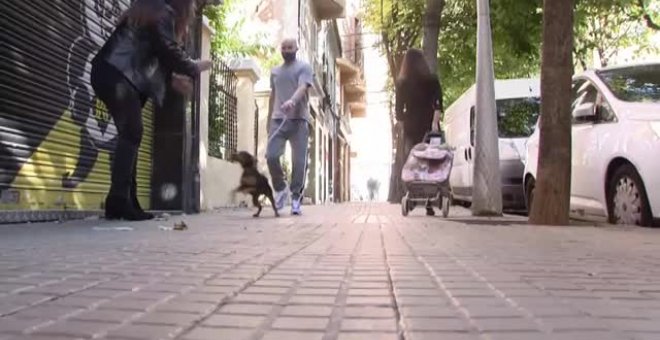 'Covid' gana popularidad como nombre entre las mascotas españolas