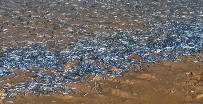 Aparecen miles de bocartes en la playa de Helgueras