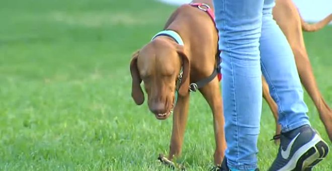 El Gobierno valenciano impulsa una tasa para aquellos que deseen tener una mascota