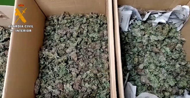 Intervienen plantas de marihuana en el interior de una finca de Alcanadre