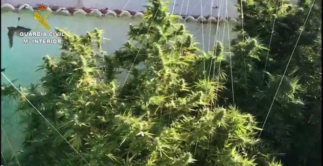 Desmantelada una plantación de marihuana en Peñarroya-Pueblonuevo