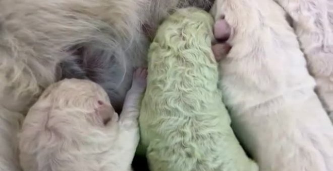 Sorprendente nacimiento de un perro verde en Cerdeña