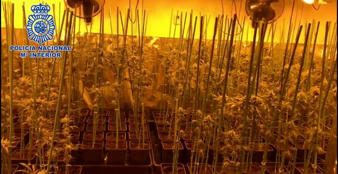 Policía Nacional incauta 1.000 plantas de marihuana en Aranjuez