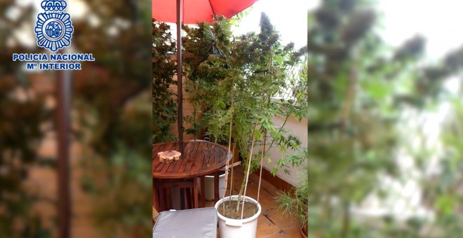 Incautada una plantación de marihuana en una terraza en el distrito de Hortaleza