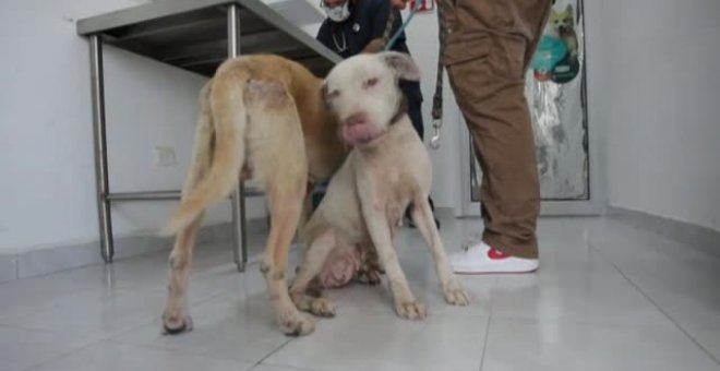 México castigará el maltrato animal con penas que incluyen la prisión