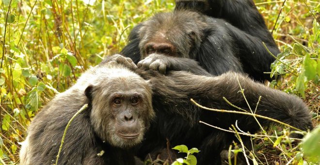 Los chimpancés mantienen pocos pero buenos amigos cuando envejecen, como los humanos