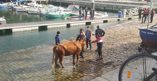 Rescatan y remolcan hasta el puerto de Laredo a la vaca que llevaba atrapada una semana en un acantilado