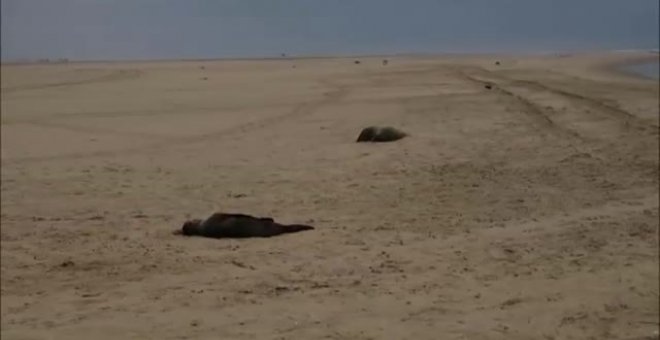 Hallan 7.000 focas muertas en las costas de Namibia