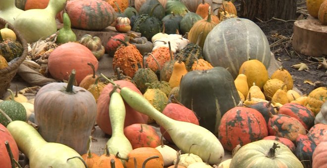 Exposición de 30 calabazas en el Real Jardín Botánico