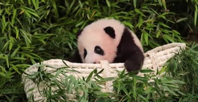 La cría de panda gigante nacida en Corea del Sur cumple 100 días